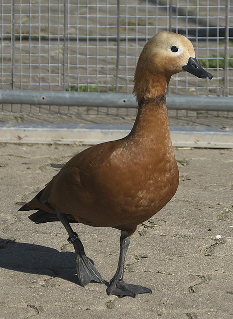 锦标