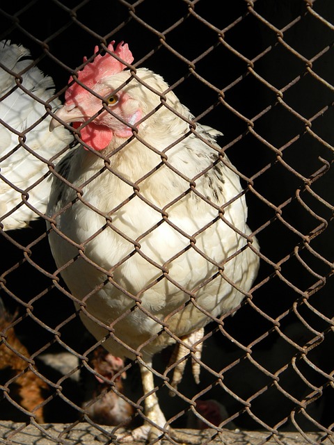 了數場比賽 了數場比賽